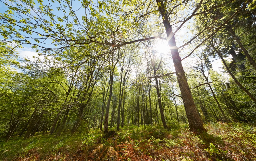 Aulanko Nature Reserve, Finland