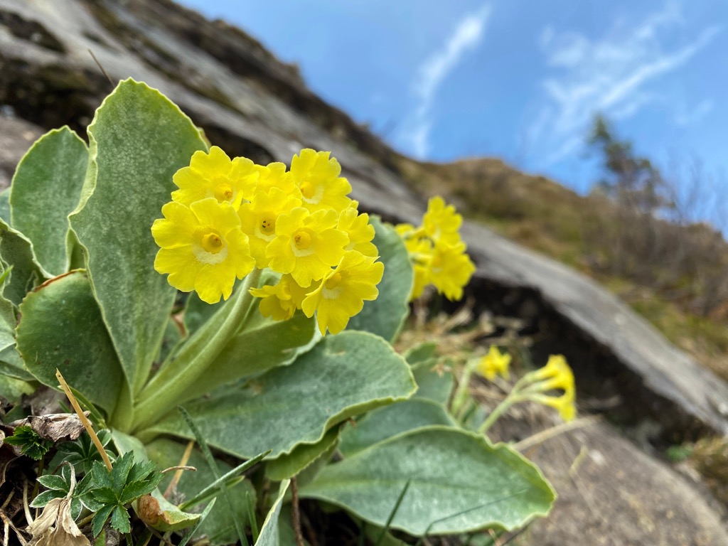 Auricula, Austria