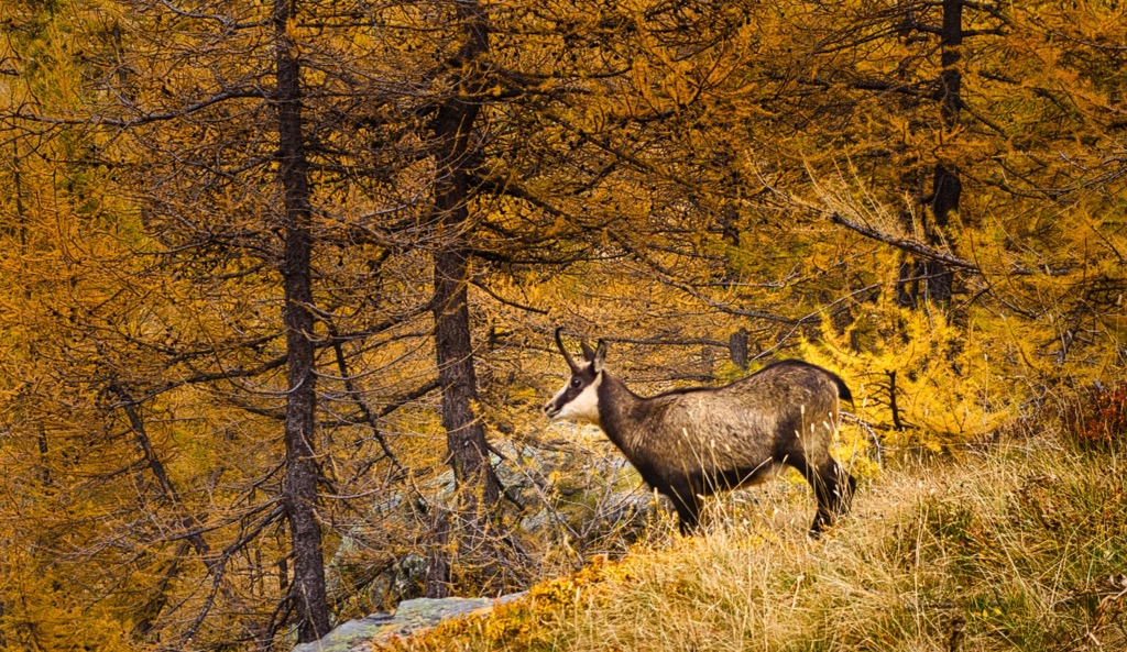 Goldene Lärchen an den Hängen des Mercantour, Alpes-de-Haute-Provence