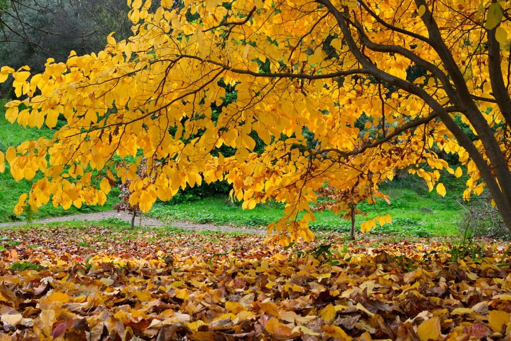 Parrotia persica, Azerbaijan