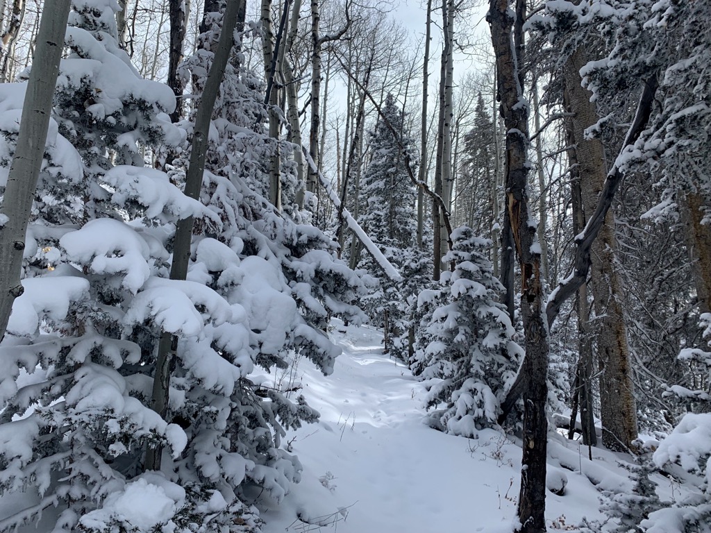 Skinning up to Swamp. Photo: Sergei Poljak. Backcountry Telluride