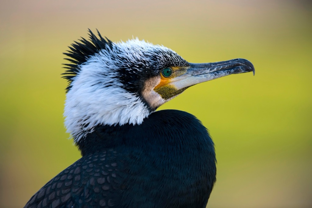 Great cormorant (Phalacrocorax carbo) Baden-Württemberg, Germany