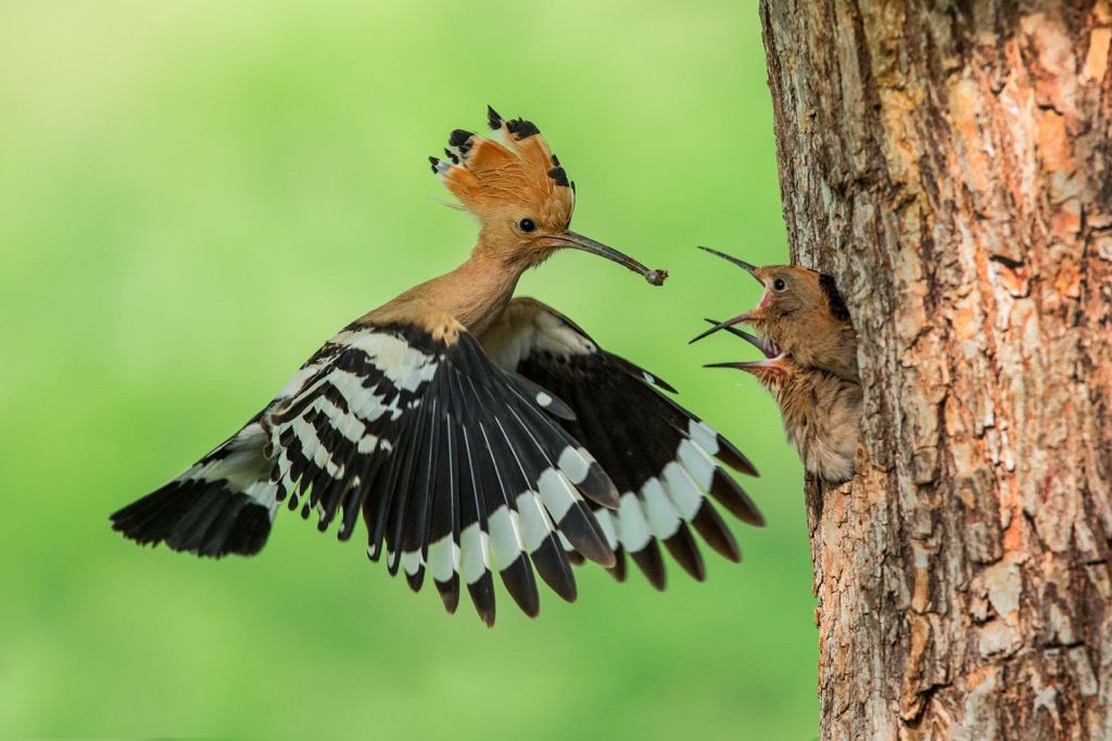 Eurasian Hoopoe (Upupa epops) , Ballons des Vosges Regional Nature Parky, France