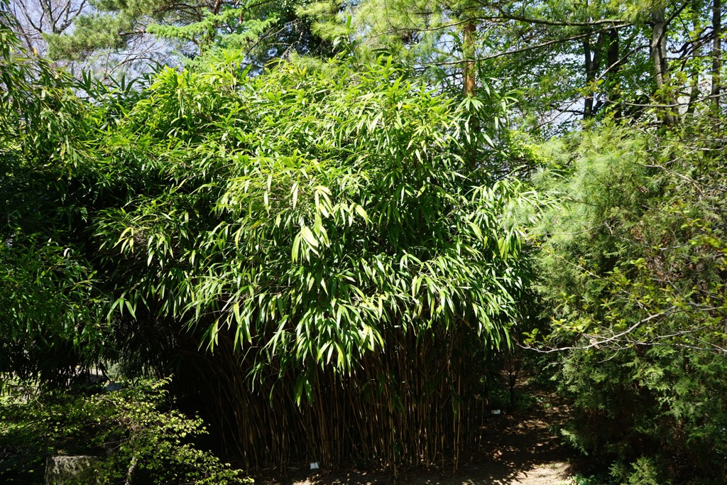 Bamboo arrow, Pseudosasa japonica, Sancha Mountain and Xiangyang Mountain Special Scenic Area,Taiwan