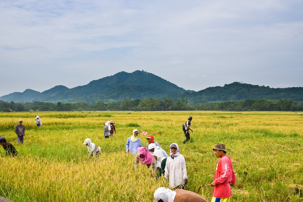 Harvesting Rice Paddy on a red-hot summer day. Batangas Mountains