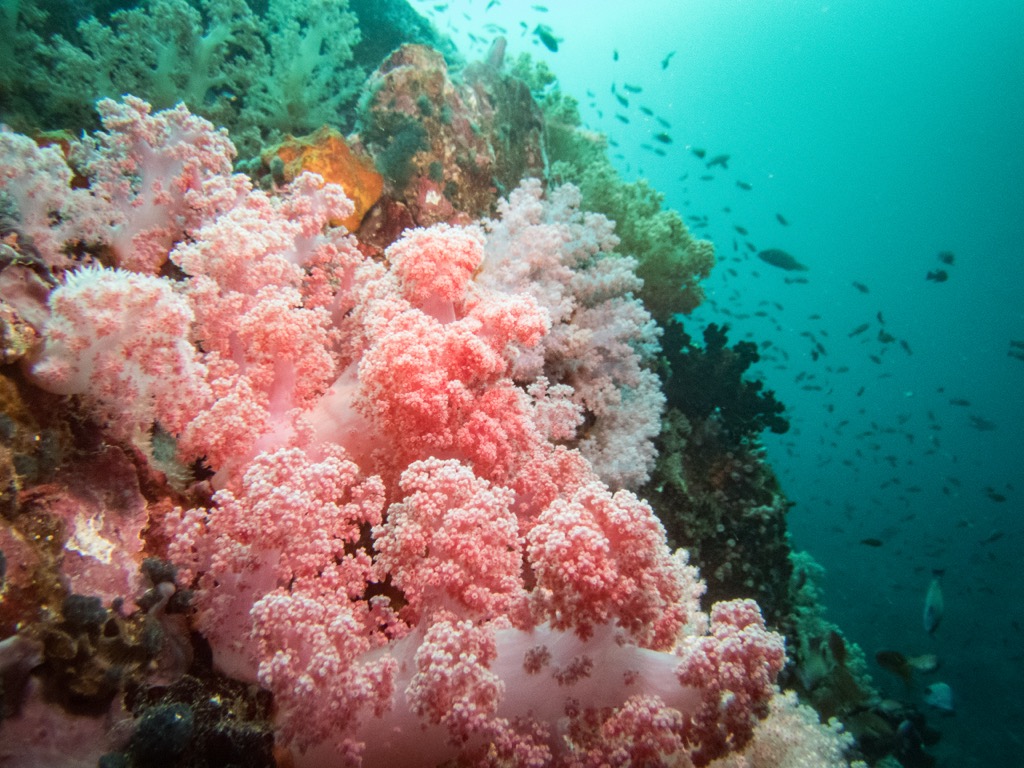 Fish and Coral in the “Center of the Center of Marine Biodiversity”. Batangas Mountains