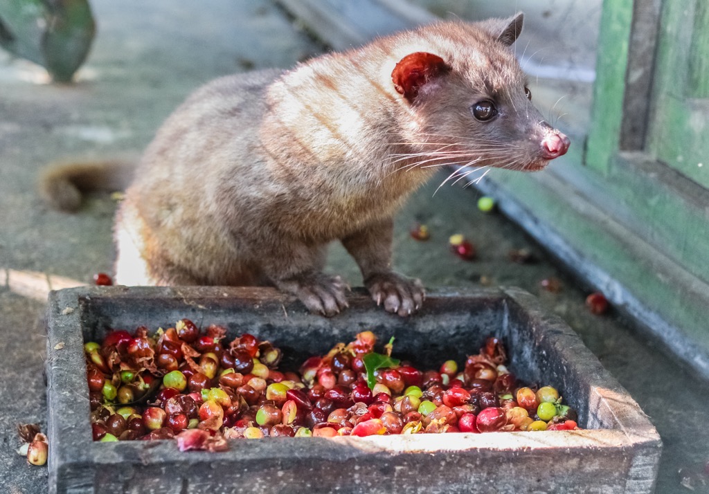 Civet cat feasting on a plate of coffee cherries. Batangas Mountains