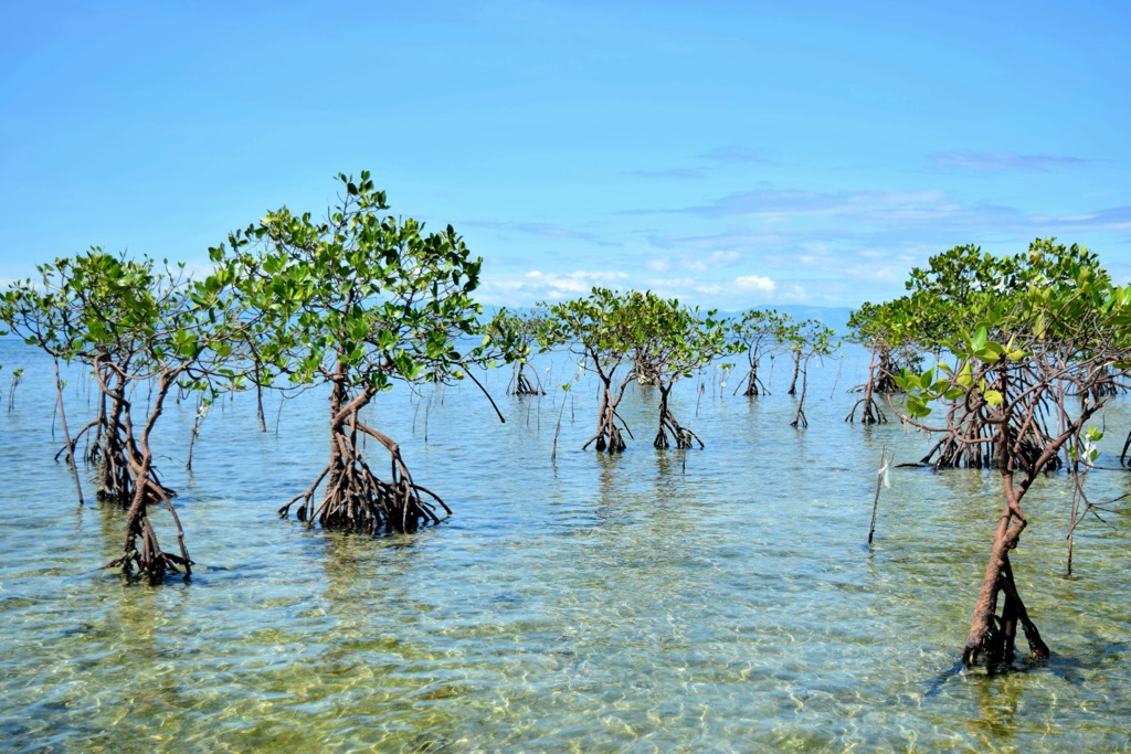 Mangrove seascapes help keep the island rooted. Batangas Mountains