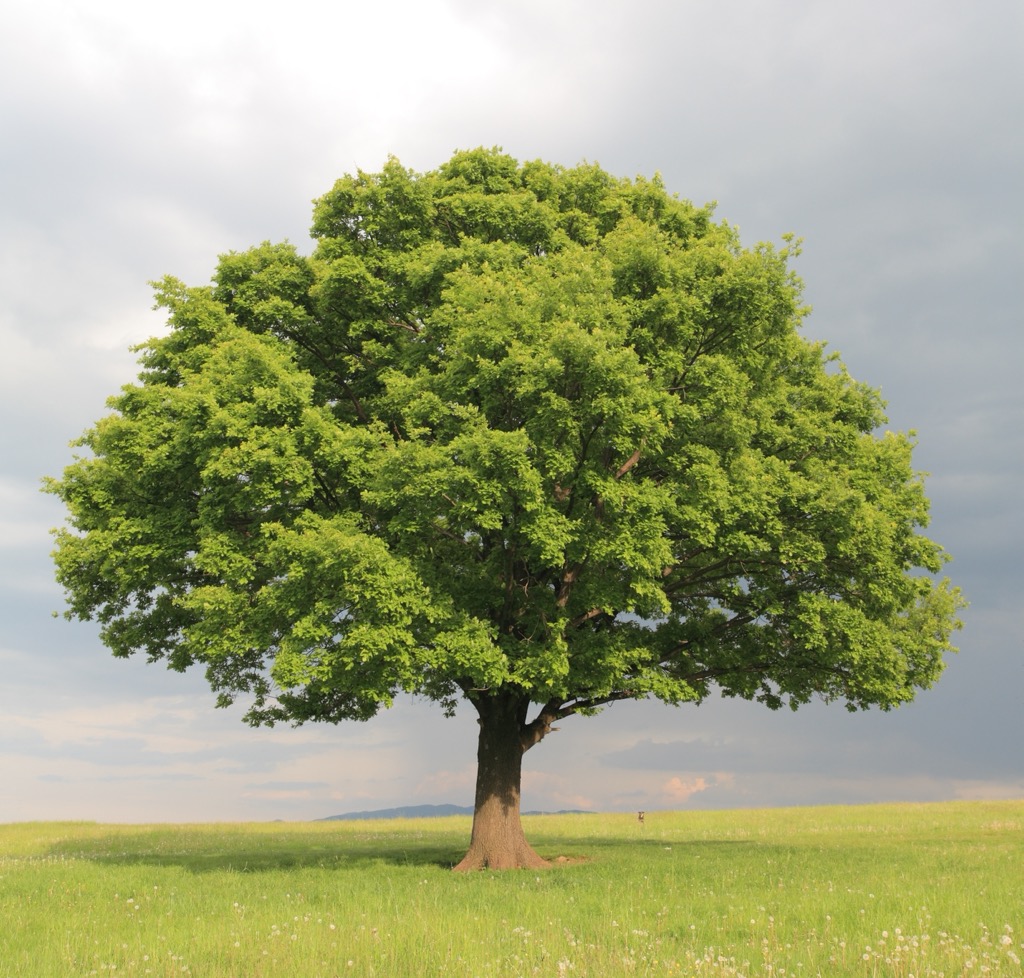 The Narra Tree is known for its beauty and strength