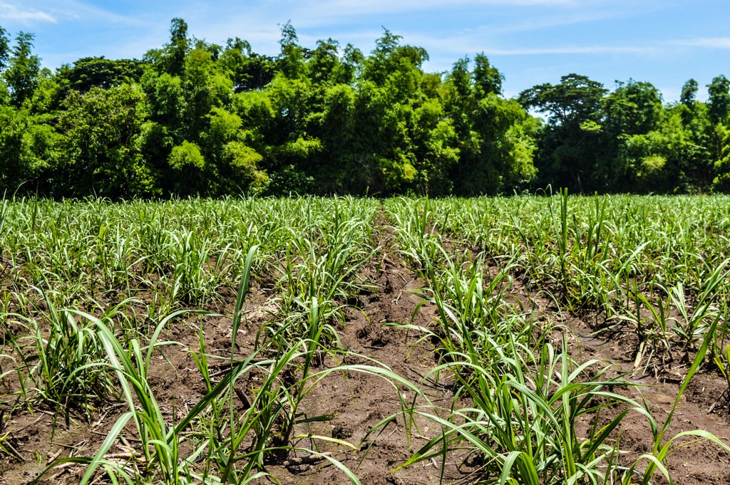 Sugarcane farming in Lian, Batangas. Batangas Mountains