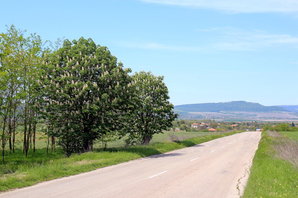 Flowering chestnut trees put, Belasitsa massif, Bulgaria