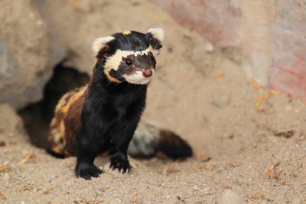 Marbled polecat , Belasitsa massif, Bulgaria