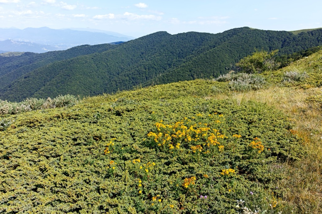 forest, Belasitsa massif, Bulgaria