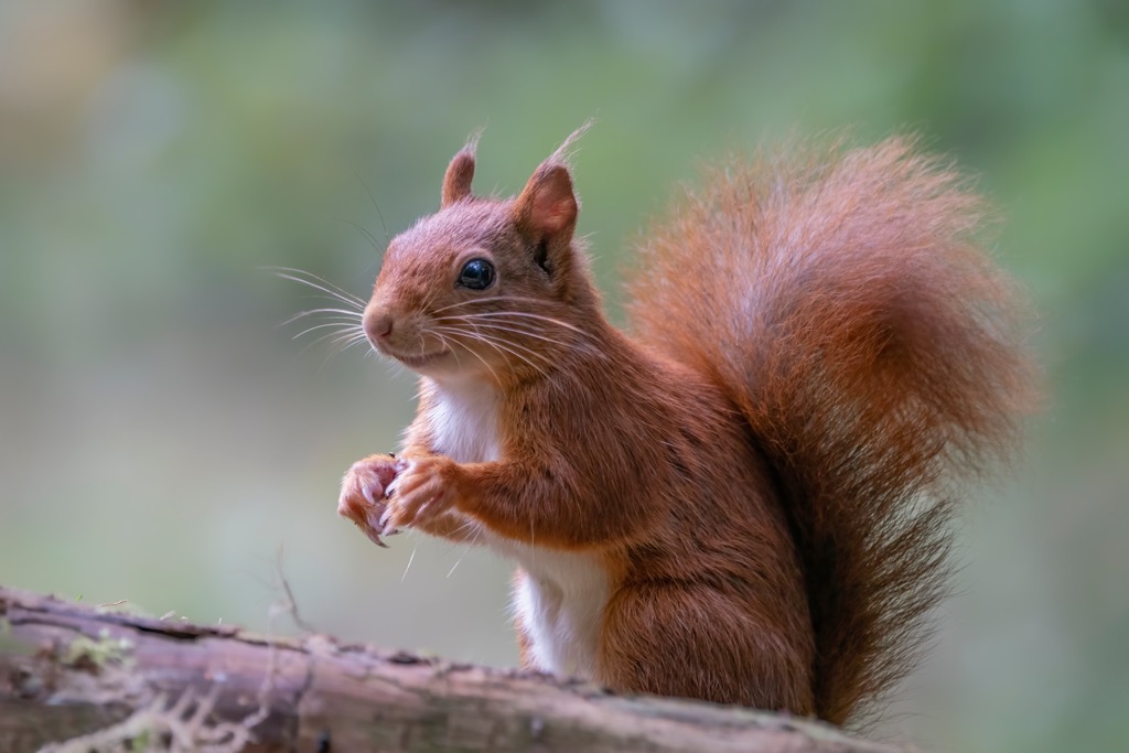 Eurasian red squirrel, Belgium