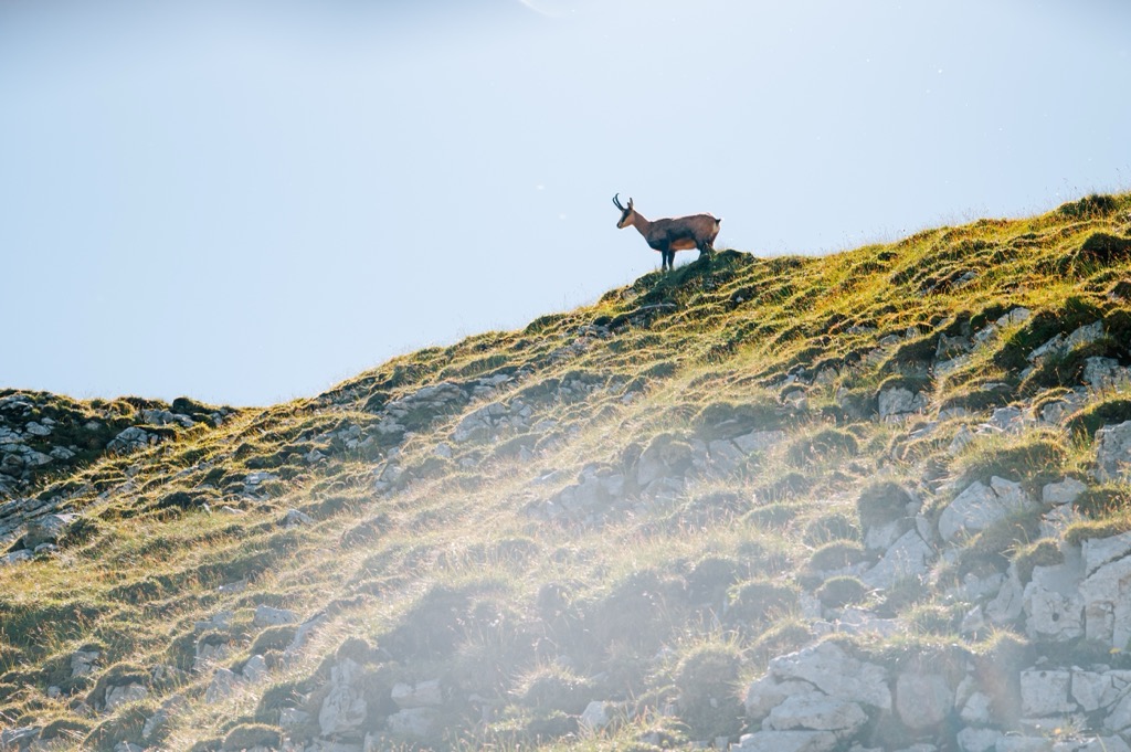 A Tatra chamois in the Belianske Tatras. Belianske Tatry