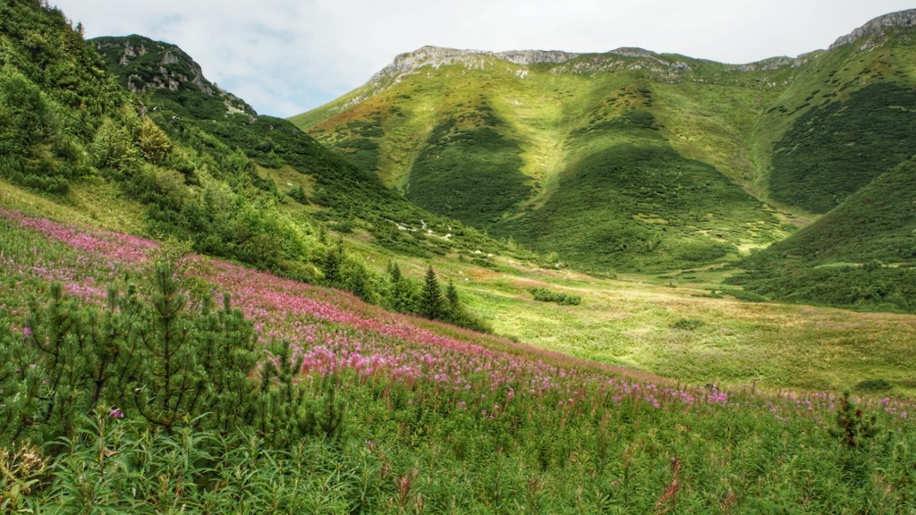 Blooming meadows of wildflowers erupt each spring. Belianske Tatry