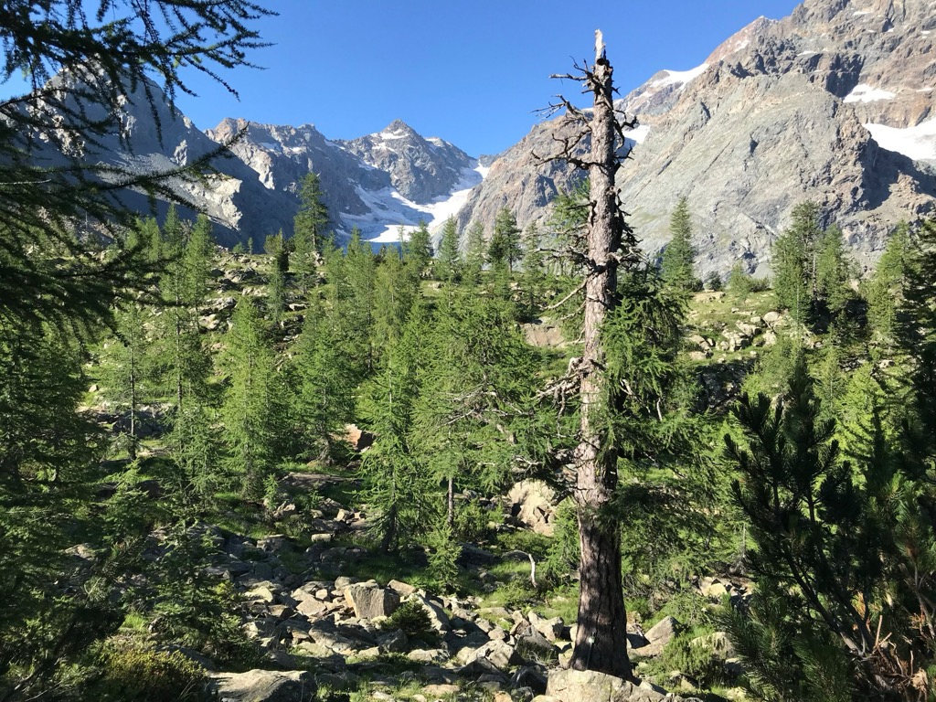 Sentiero del Larice Millenario in Ventina Valley. Irina Kudres