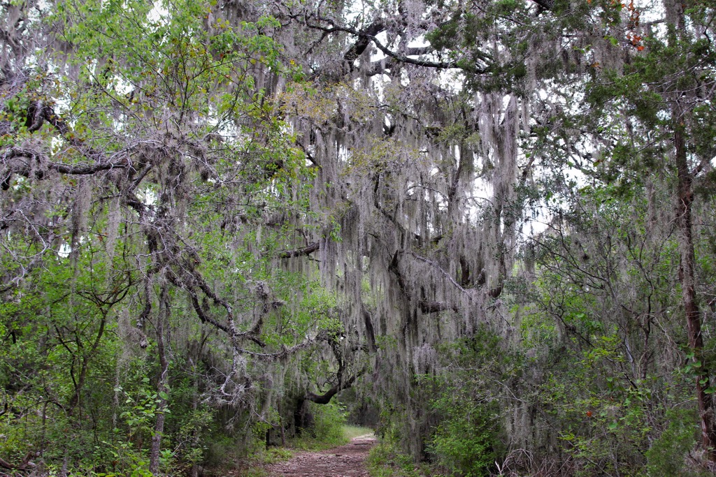 Moss in Government Canyon. Bexar County 