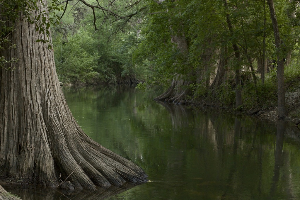 Riparian zones along Cibolo Creek. Bexar County 