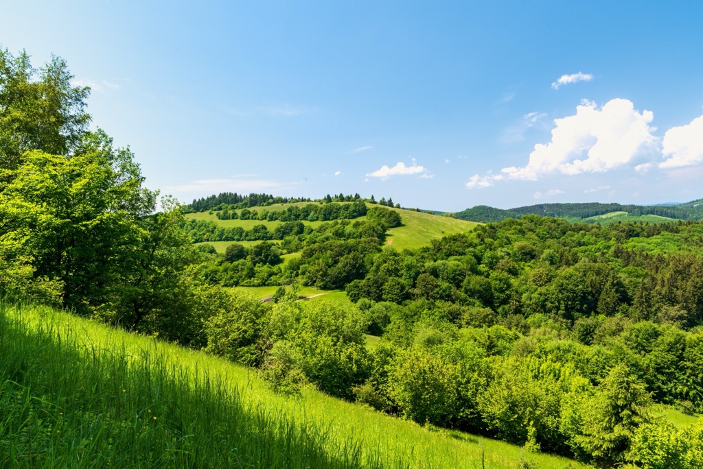 Human-created meadows are one of the most biodiverse ecosystems in the region. Biele Karpaty