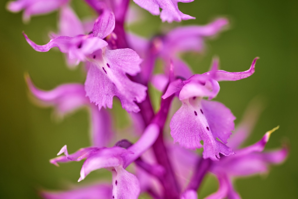 The Early purple orchid in the Biele Karpaty. Biele Karpaty