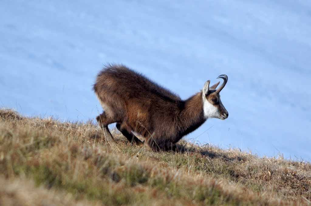 The Tatra chamois. Bielovodska Dolina