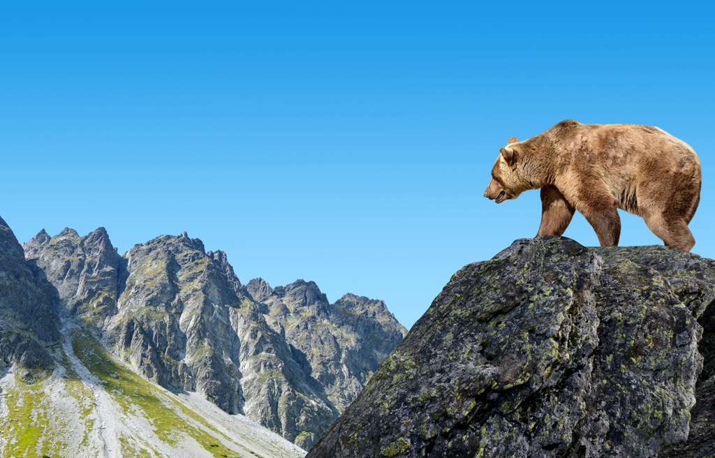 The Tatra bear is a local population of the European brown bear rather than a separate subspecies. Bielovodska Dolina