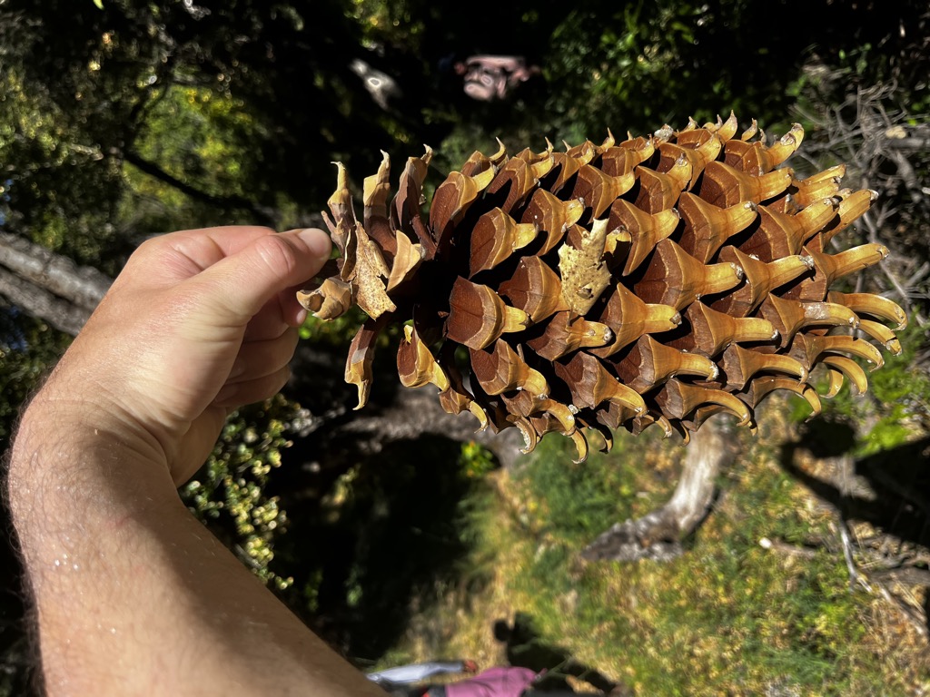 Definitely the biggest pinecone I’ve ever seen. Photo: Sergei Poljak. Big Sur Sykes Hot Springs