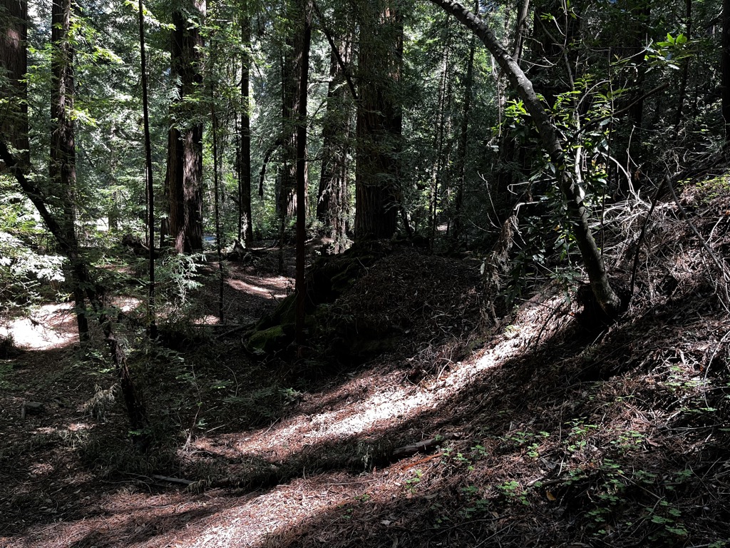 Entering the forest. Photo: Sergei Poljak. Big Sur Sykes Hot Springs