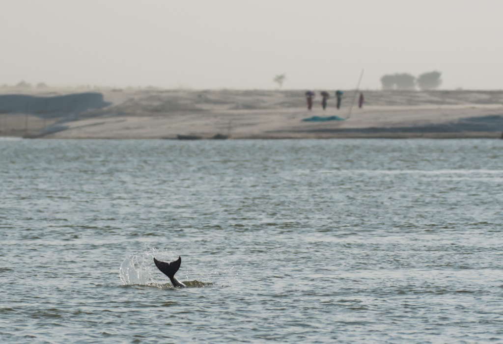 A dolphin in the Vikramshila Gangetic Dolphin Sanctuary. Bihar