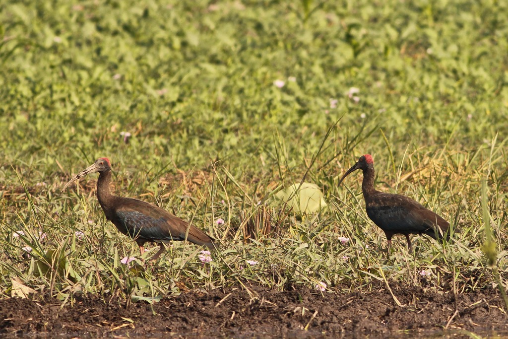 The red-naped ibis at the Kanwar Lake Bird Sanctuary. Bihar