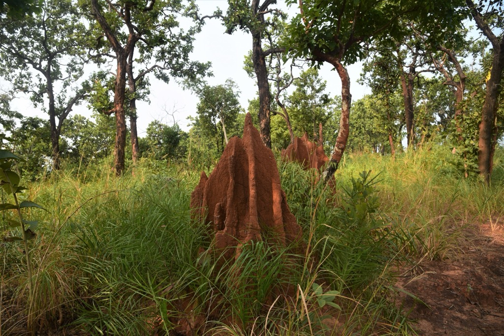 Anthills are common in forested regions. Bihar