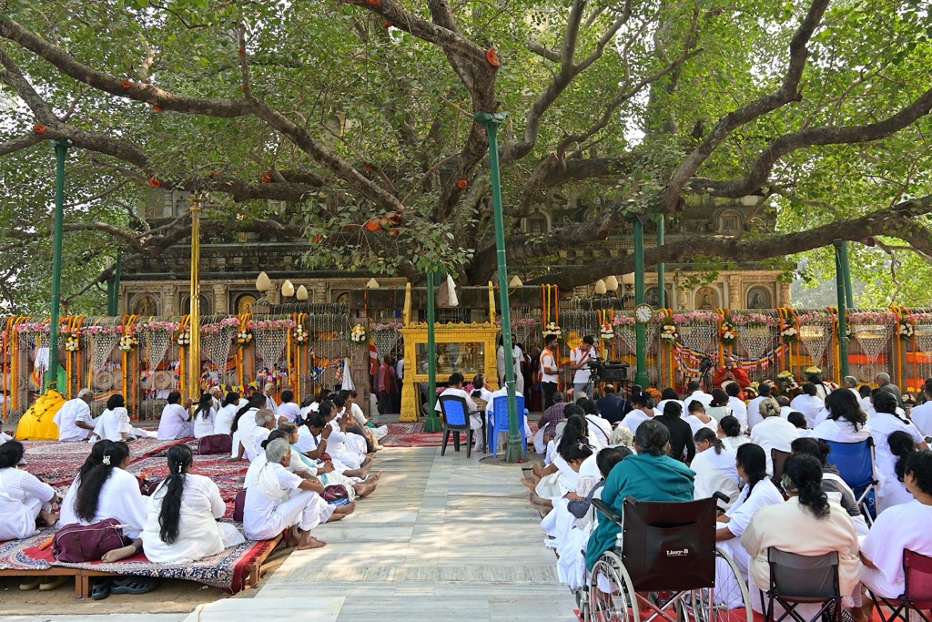 The Bodhi Tree, where Gautama meditated. Bihar