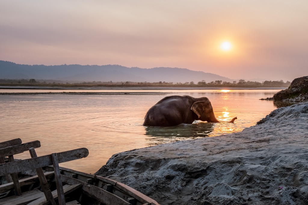 An elephant swims in the Gandak River, just north of the Valmiki in Nepal. Bihar