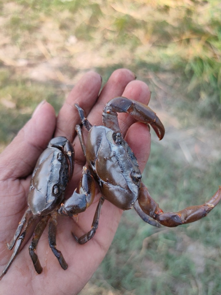 Barytelphusa cunicularis, a freshwater crab species, is a popular food throughout India. Bihar