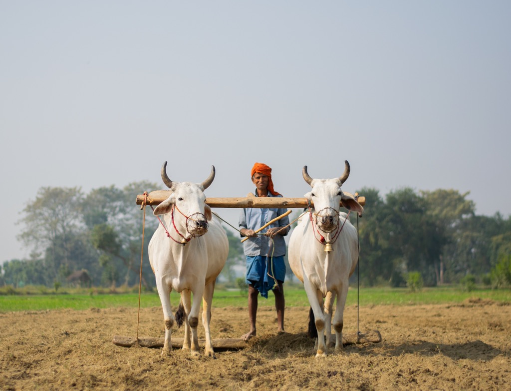 Many farmers still use traditional methods to plough the fields. Bihar