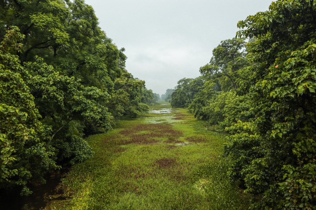 The lush forests of Valmiki are among the last of their kind in Bihar. Bihar