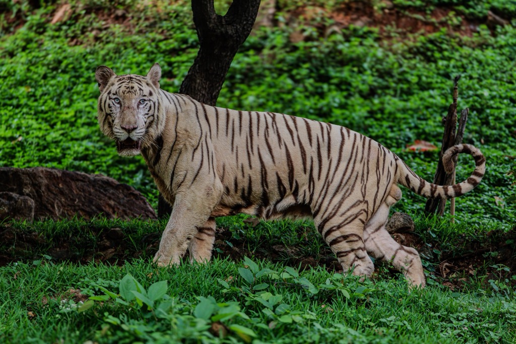 Valmiki has recorded a 4-fold increase in tigers in the last 20 years. White-pigmented tigers are occasionally spotted here. Bihar