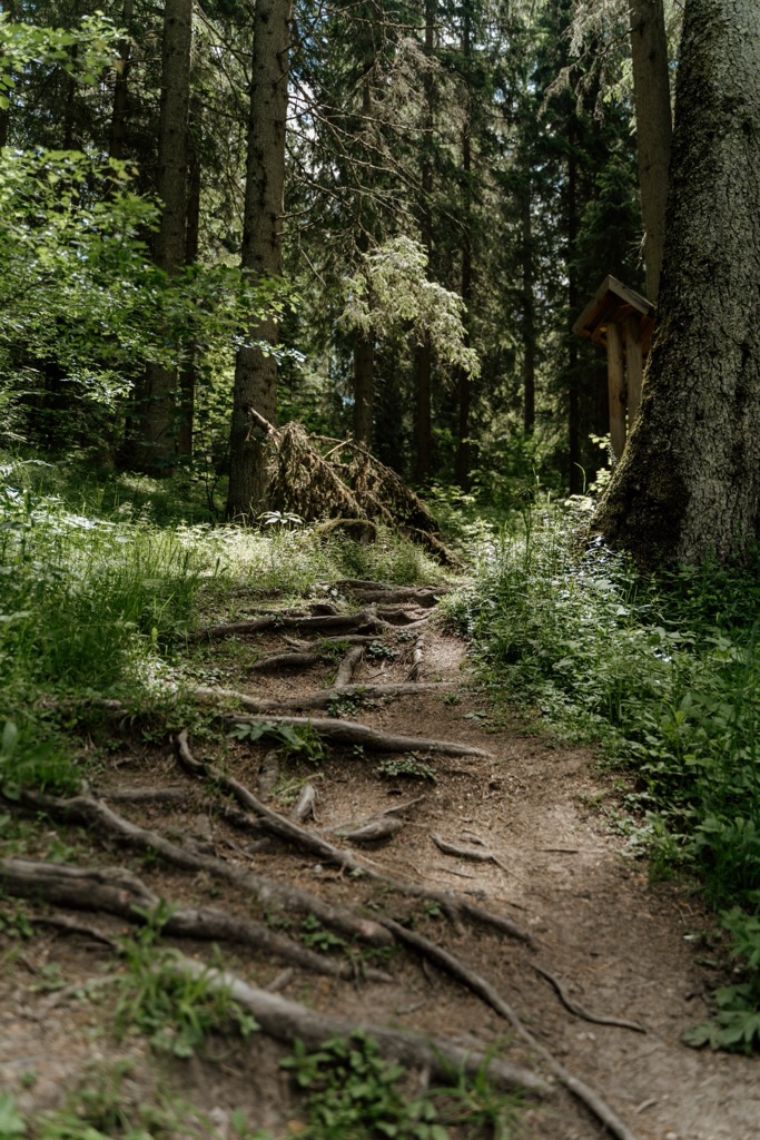 Dense pine forests surrounding the caves. Bijambare Protected Landscape