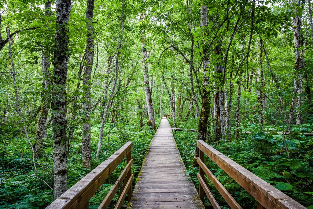 Biogradska Gora National Park, Montenegro
