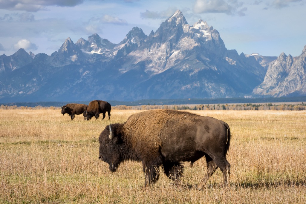 Bisons, Grand Teton Mountains, Wyoming, USA