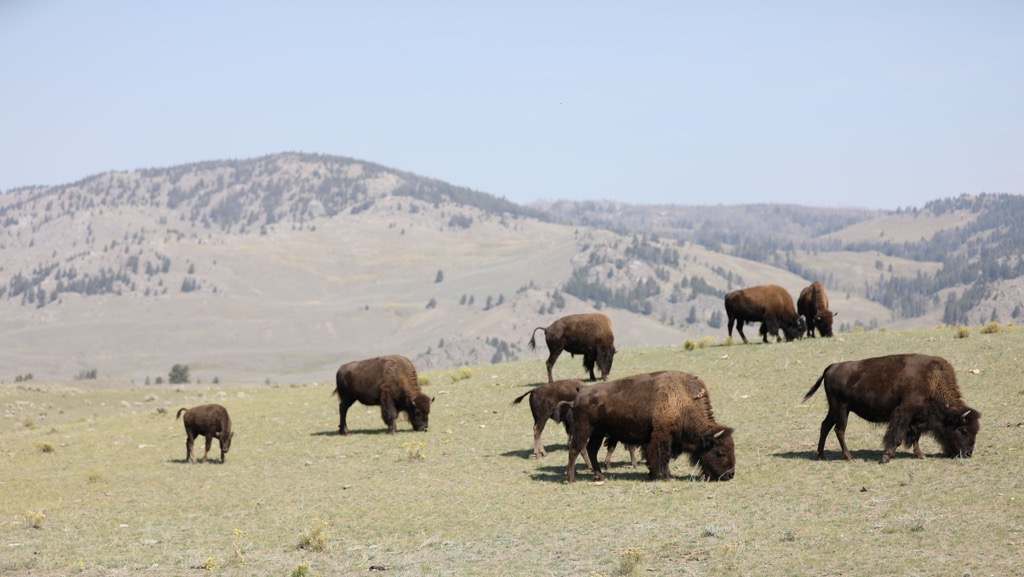 Bisons, Yellowstone National Park, Idaho, USA