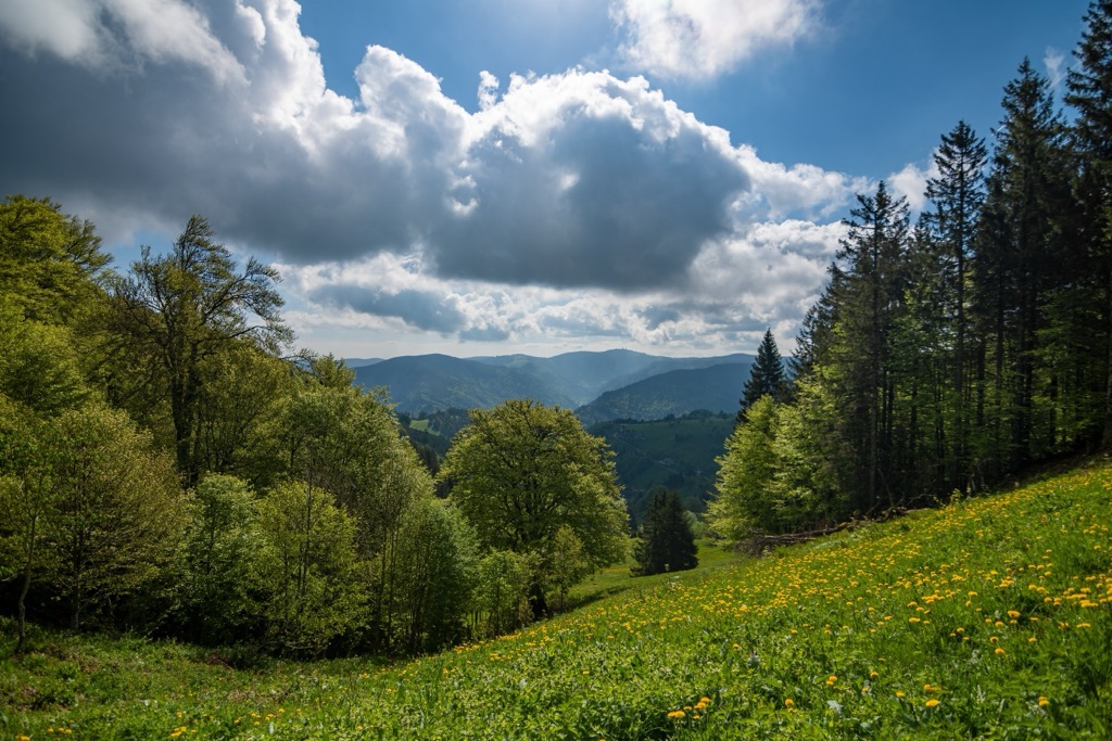 Black Forest National Park (Nationalpark Schwarzwald)