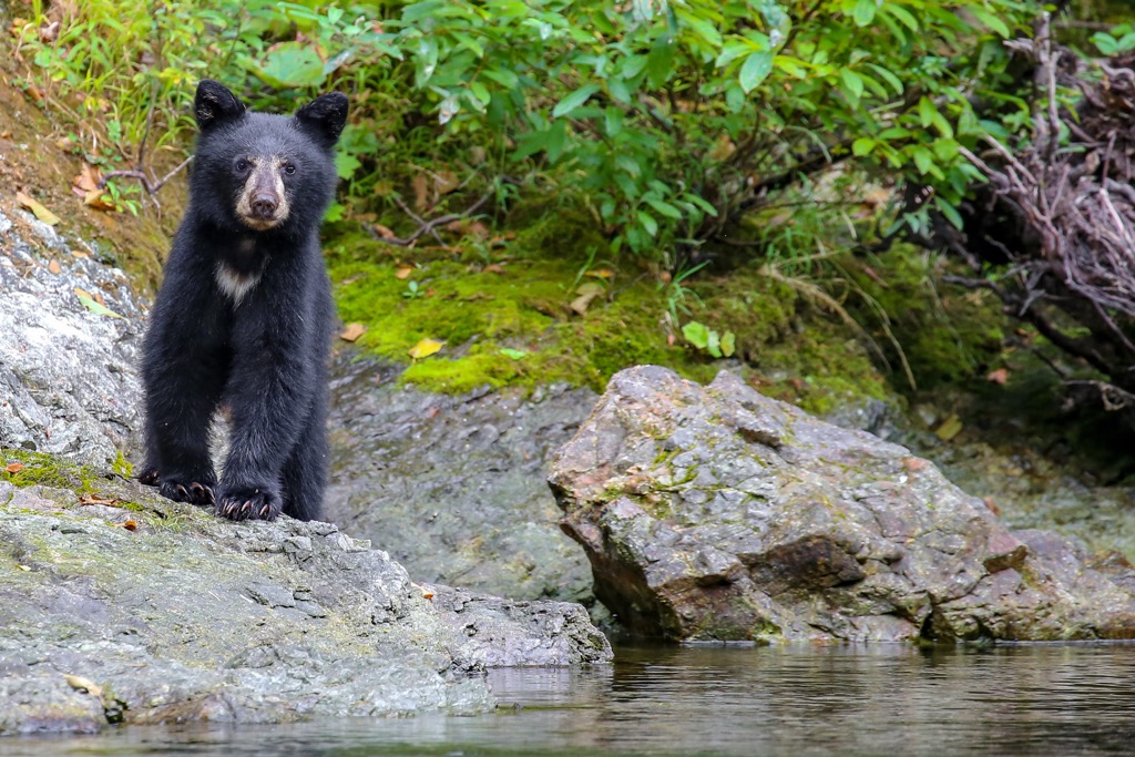 Black bear, Aldrich Mountains, Oregon, USA