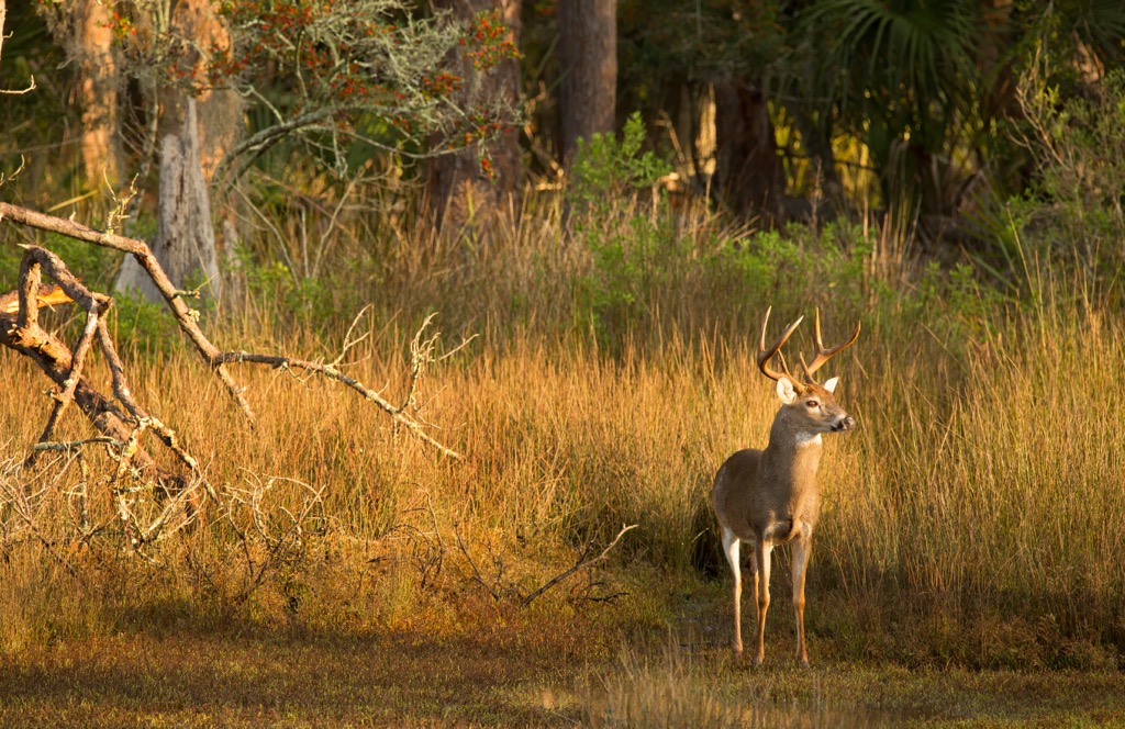 Blue Ridge Wildlife Management Area, Georgia