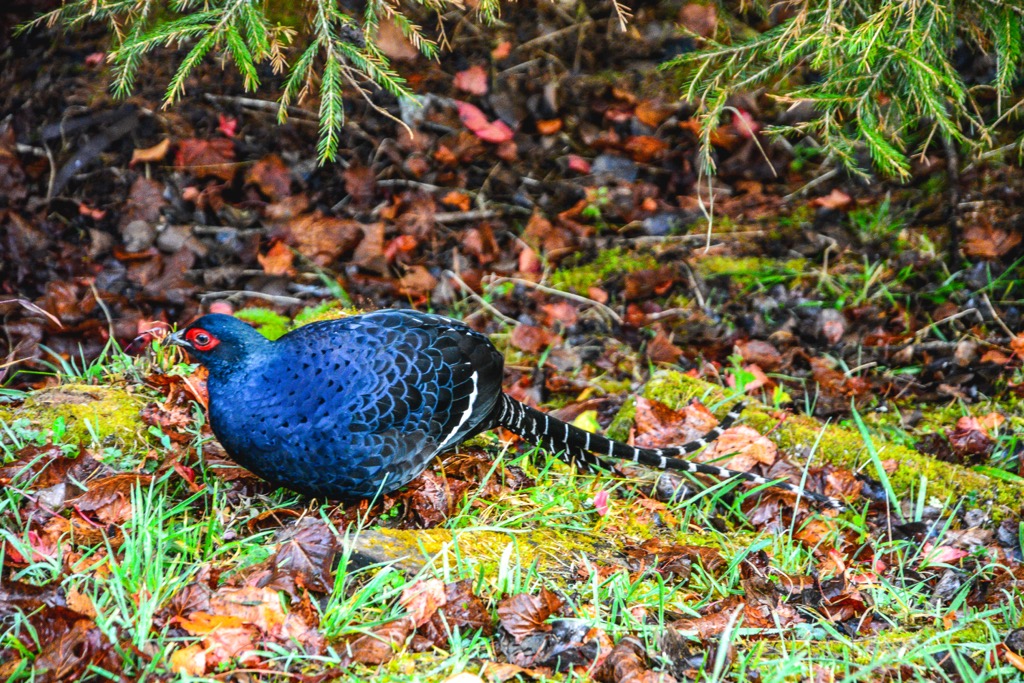 Blue-pheasant, Tashan Major Wildlife Habibat, Alishan National Forest,Taiwan