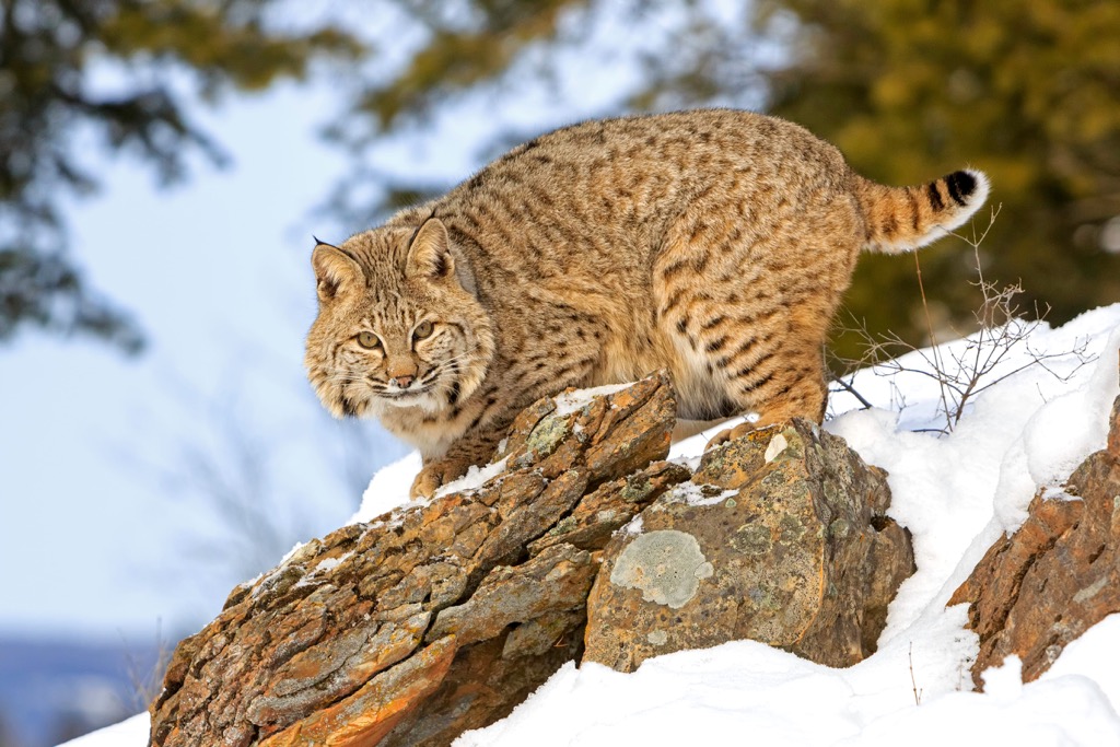 Bobcat, Fish Creek Range, Nevada, USA