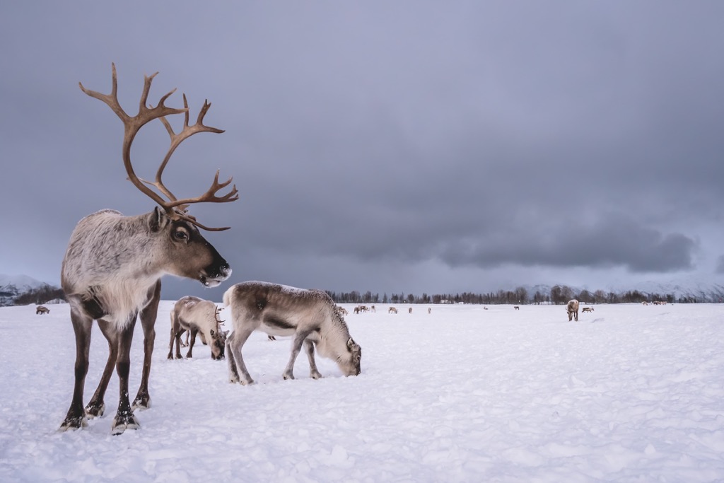 Børgefjell National Park, Norway