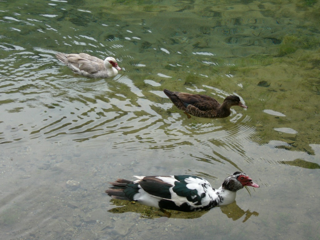 Ducks of Vrelo Bosna. Bosnia Spring