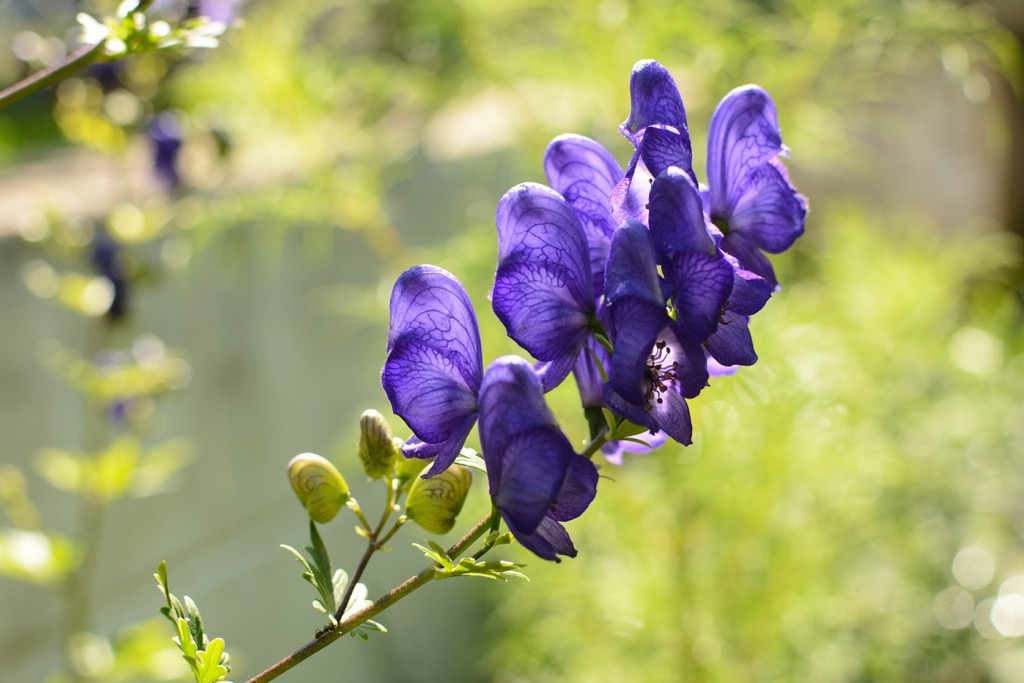 Monkshood, or wolfsbane, is highly poisonous and contains neurotoxins and cardiotoxins. Brandenberg Alps